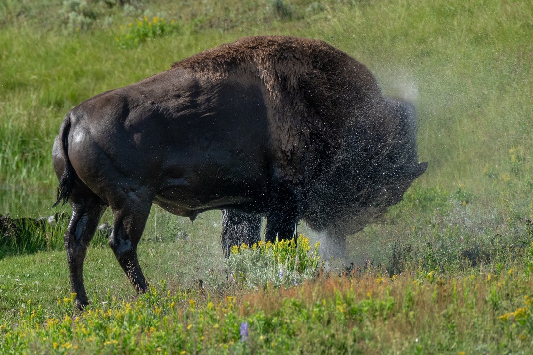 A wet bison shakes its head, throwing a fine arc of sunlit water across a green meadow.